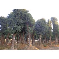 42公分-50公分精品移栽骨架香樟樹,