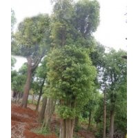 16公分-18公分香樟樹，16公分-18公分香樟樹價(jià)格