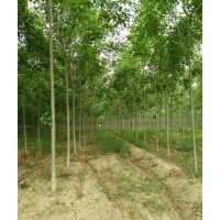 河北省保定市苗木花卉法桐基地