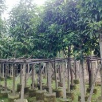 廣東緬桂-云南緬桂-貴州緬桂-廣西緬桂-四川緬桂-湖南緬桂