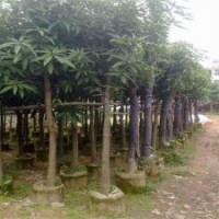 廣東芒果樹-云南芒果樹-四川芒果樹-廣西芒果樹-貴州芒果樹-海南