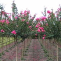 廣東小葉紫薇-云南小葉紫薇-四川小葉紫薇-浙江小葉紫薇-貴州小葉