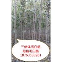 供應(yīng)三倍體毛白楊（96） 窄冠楊（毛芯）