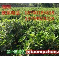 海桐，營養(yǎng)缽海桐