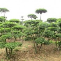 供應(yīng)小葉女貞造型，叢生6分支以上