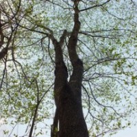 長期提供15公分12公分18公分杜仲價(jià)格 江蘇杜仲基地