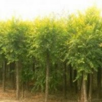 低價出售2-25公分法桐