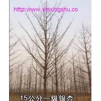供應(yīng)銀杏樹 13562955828