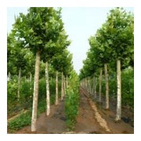 特供：5-15公分速生法桐 ，造型法桐