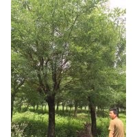 出售Φ8-10-12公分國(guó)槐