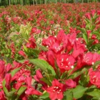 紅王子錦帶苗圃基地?cái)?shù)量多規(guī)格全 紅王子錦帶價格咨詢