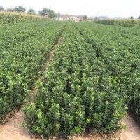 供應(yīng)各種規(guī)格大葉黃楊，北海道，櫻花，木槿，紫葉李