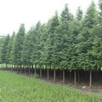 山西水杉、水杉苗圃、水杉苗木直銷