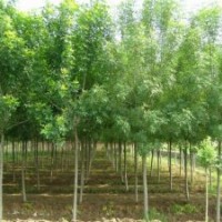 白蠟，定桿白蠟，半冠白蠟，全冠白蠟