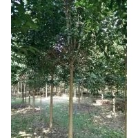 出售大葉女貞，各種規(guī)格報價