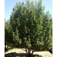 20公分京紅果海棠