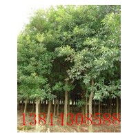 大葉女貞 10公分大葉女貞