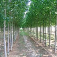 國(guó)槐、白臘、刺槐、黃金槐、速生柳、垂柳、椿樹、黃金槐