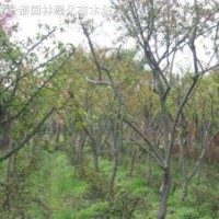 垂絲海棠 西府海棠 貼梗海棠 日本海棠 更好海棠小苗