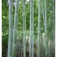 剛竹、金鑲玉竹、箬竹、青皮竹