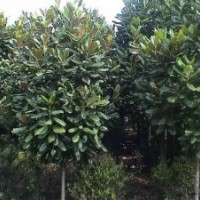 別名 荷花玉蘭 廣玉蘭價(jià)格 廣玉蘭價(jià)格更新