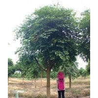 廣東省供應幌傘楓