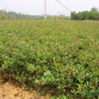 無刺枸骨，海桐球，石楠球，火棘球，枸骨球