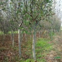 街道樹 垂絲海棠 垂絲海棠小苗