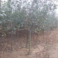 供應(yīng) 西府海棠