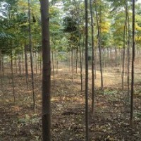 6公分欒樹(shù)35元-益陽(yáng)有亮園林