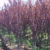 供應榆葉梅，金葉榆，刺槐，紫葉李，樸樹