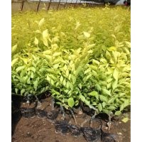 出售金葉榆