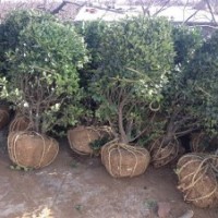 供應(yīng)大葉黃楊球苗（冬青）