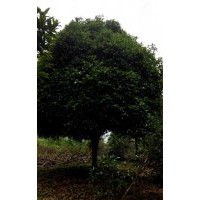 供應(yīng)大葉女貞、桂花、皂角