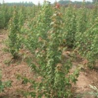 急售五角楓苗500萬株