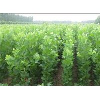低價(jià)供應(yīng)速生法桐小苗、速生白蠟