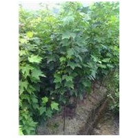 低價(jià)供應(yīng)青垂柳、北欒、五角楓