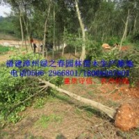 福建小葉榕地苗袋苗胸徑8-10公分 漳州細葉榕假植苗 農(nóng)戶價格