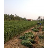 供應(yīng)煙臺招遠(yuǎn)冬青球苗，大葉黃楊球苗