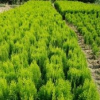 苗木大甩賣,塔柏，龍柏，北京快苗木