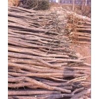 哪里有裸根截桿國槐樹山東國槐樹多嗎