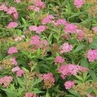 大量供應小苗:火棘小苗、黃馨小苗、繡線菊小苗