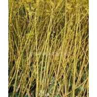 大量供應小苗:紫玉蘭小苗、黃玉蘭小苗、黃金槐小苗