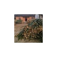 現(xiàn)在10公分青桐價(jià)格 青桐產(chǎn)地 12公分青桐價(jià)格