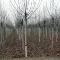 低價(jià)出售白蠟