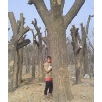 國槐、速生國槐