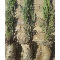 30-80cm沙地柏 量大 便宜