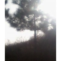 急售10公分松樹