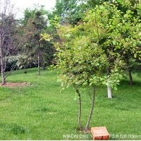 3分支叢生黃櫨正在出售中哦