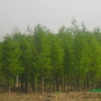 精品3公分4公分5公分6公分水杉價格 南京水杉產(chǎn)地